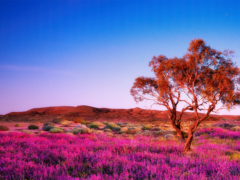 Wildflowers Australia