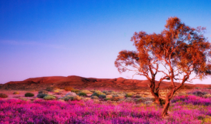 Wildflowers Australia