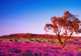 Wildflowers Australia