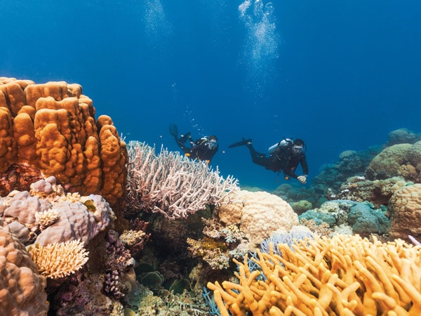 diving into the Agincourt Reef