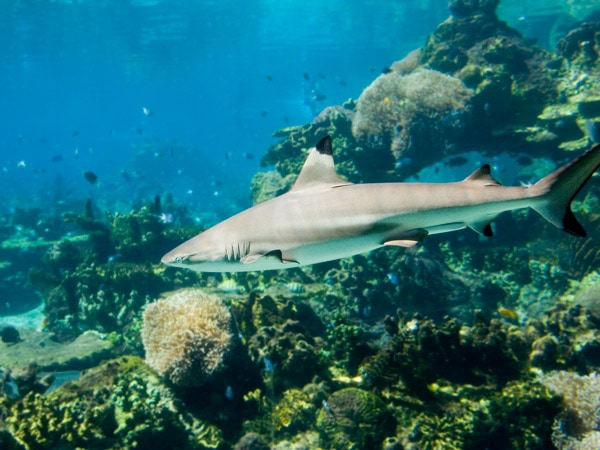 a blacktip shark at Saxon Reef, Cairns