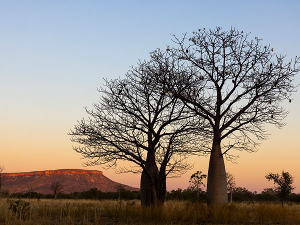 boab trees at sunset in El Questro Station