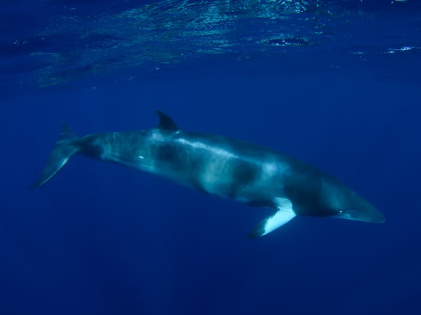 a dwarf minke whale at Thetford Reef, Cairns