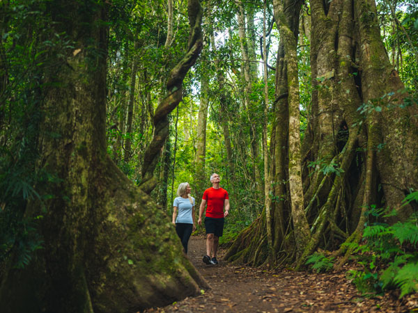 guests walking along the trees at Lamington National Park