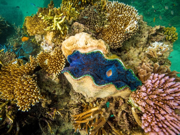 colourful coral at Hastings Reef