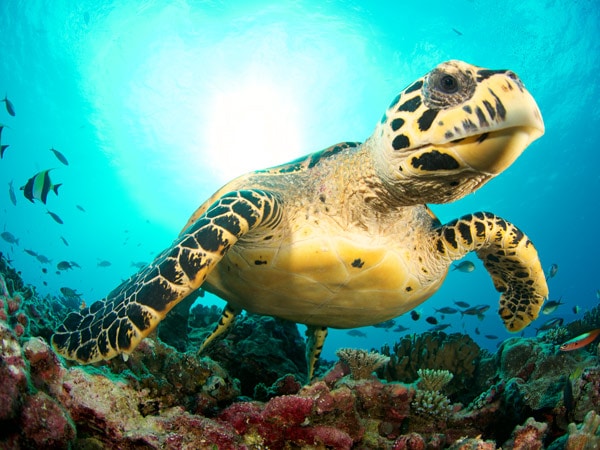 a Hawksbill Turtle at Upolu Reef