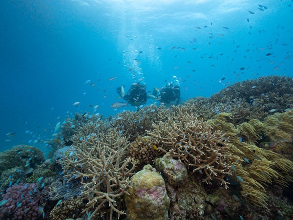 diving with Passions of Paradise at Milln Reefthe Milln Reef, Cairns