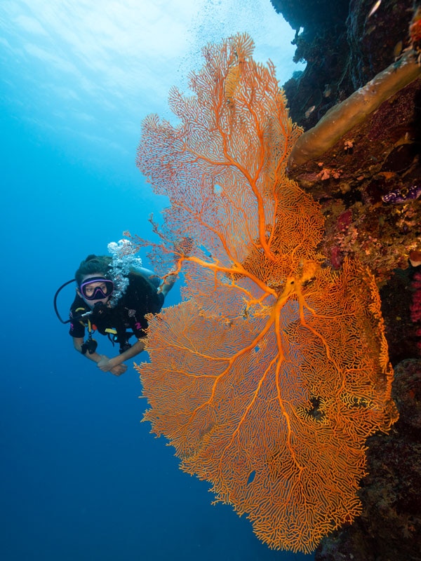 diving with Passions of Paradise at Milln Reefthe Milln Reef, Cairns