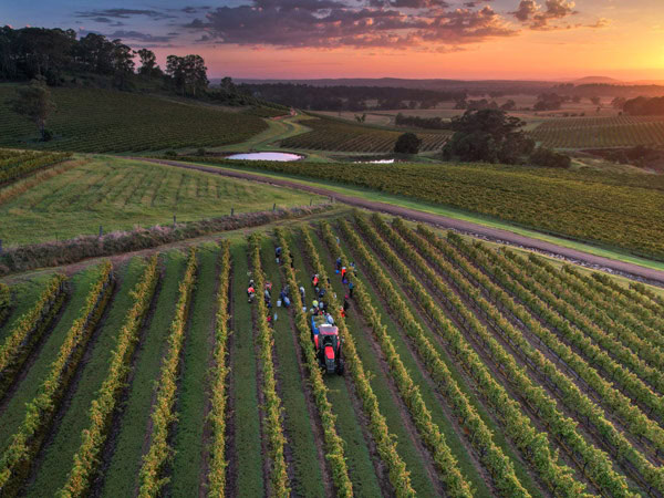 an aerial view of the vineyard at Briar Ridge Estate