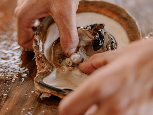 harvesting pearl at Cygnet Bay Pearl Farm
