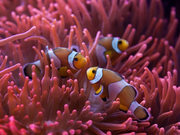 clownfishes at Pellowe Reef