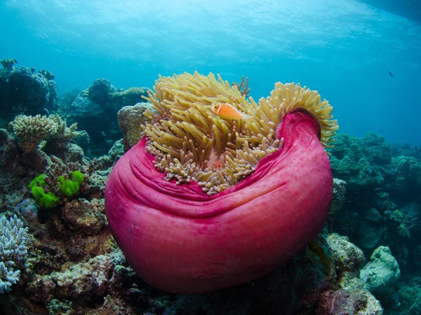 pink and peach anemones at Norman Reef, Cairns