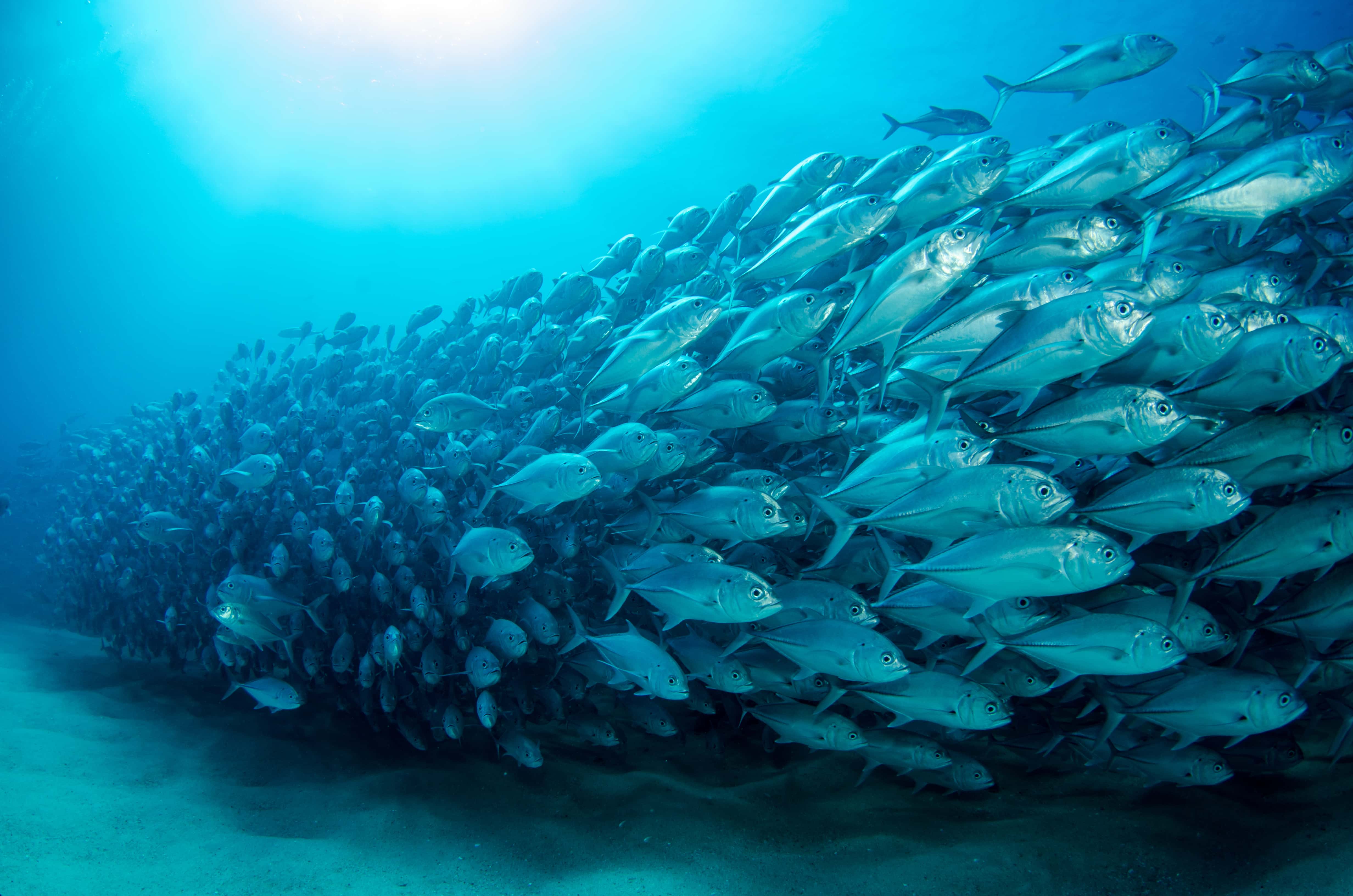 a school of giant trevally at Upolu Reef, Cairns