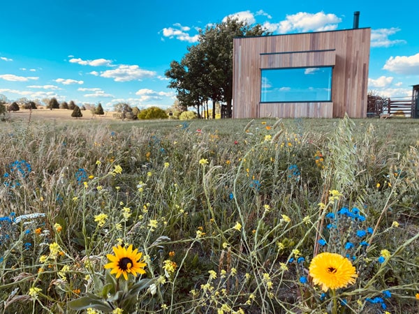 wildflowers at Wilga Station, Bathurst