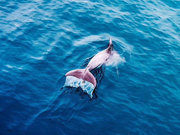 dolphins at Amity Point Jetty