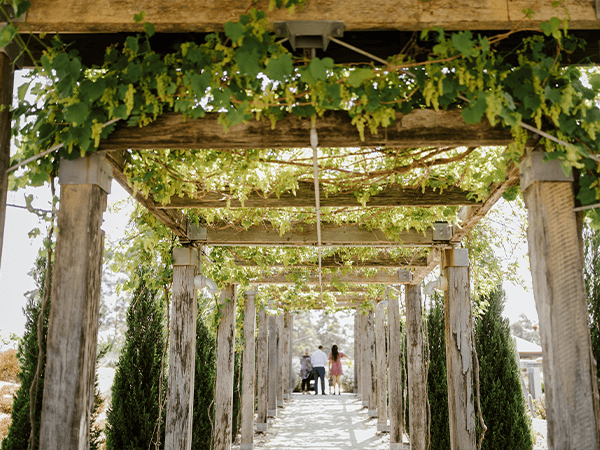 Piggs Peake winery