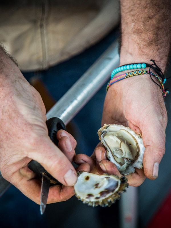 opening an oyster on the Sapphire Coast, Captain Sponge's Magical Oyster Tours