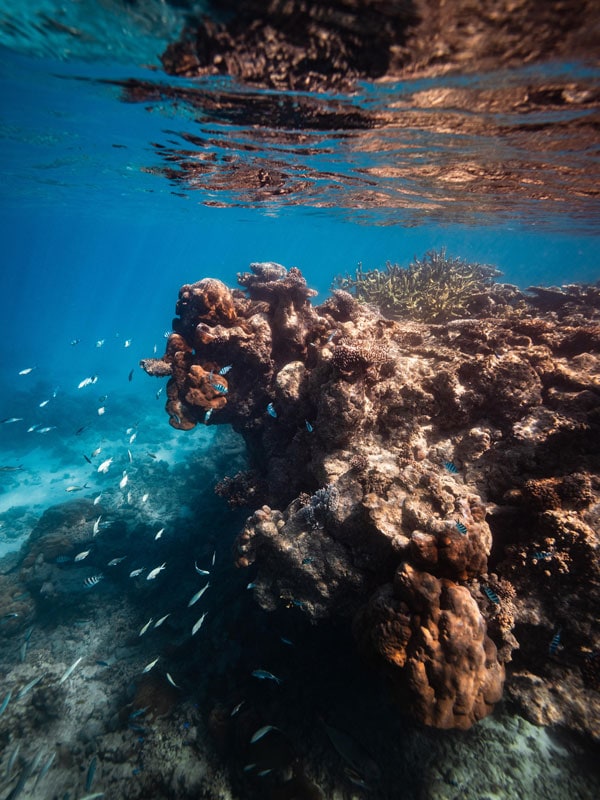 swimming deep down Ningaloo Reef