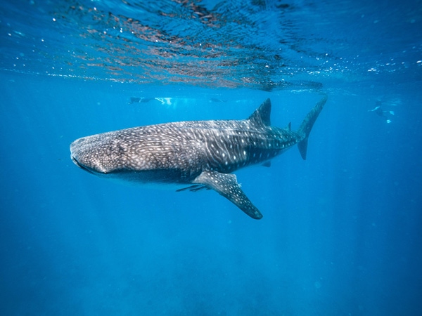 a huge whale shark under at Ningaloo Reef