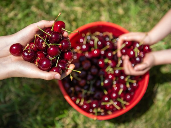 Cherries at CherryHill Orchard in Yarra Ranges, Victoria