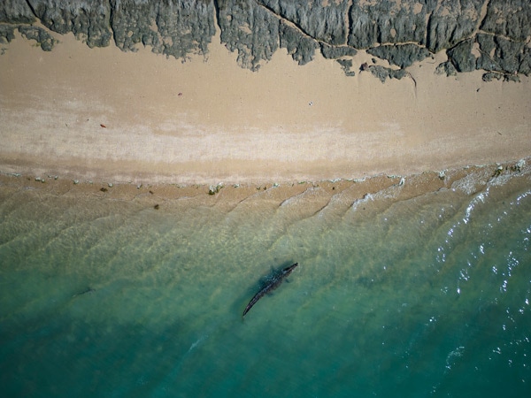 Aerial view of crocodile in Cape York