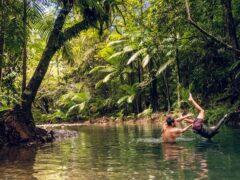 Daintree Discovery Tours