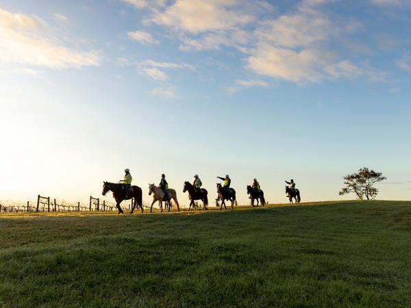 a group riding Hunter Valley Horses through the vineyards