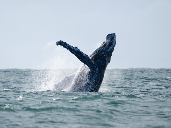 Humpback whale breaches on the NSW East Coast