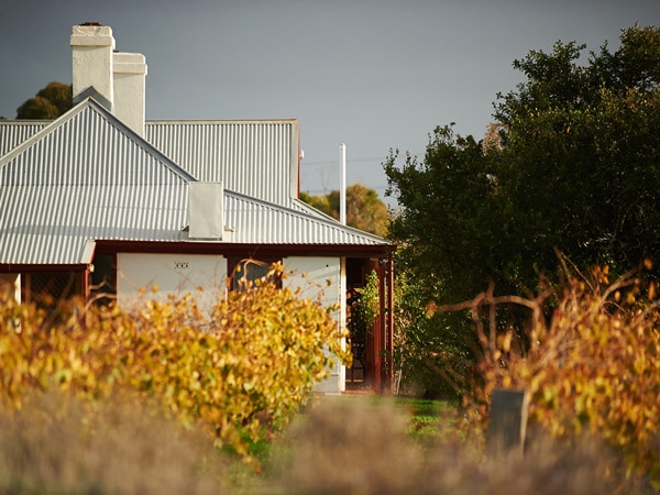 a scenic landscape at Penfolds Magill Estate