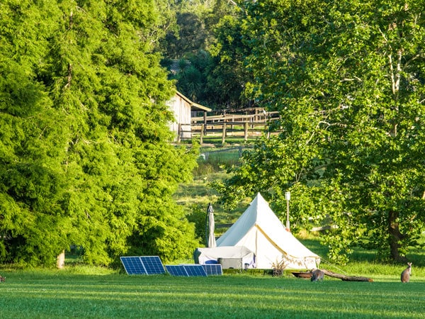 kangaroos outside Redwood Glamping Tent