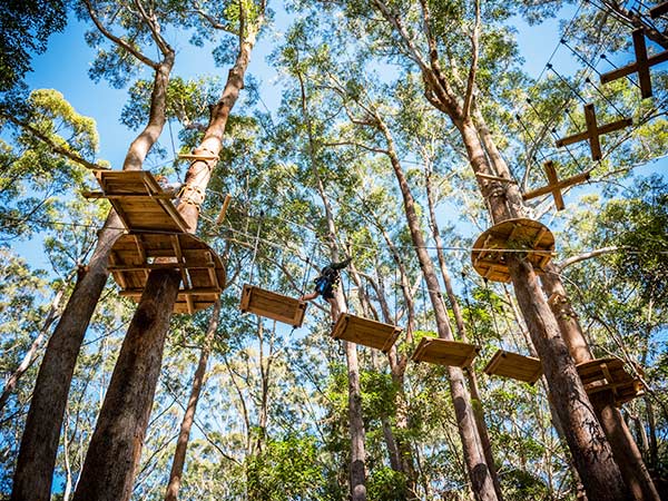 Treetops Adventure, minnamurra