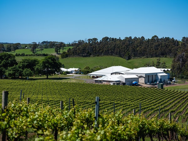 a vineyard at Bay of Fires, Tasmania