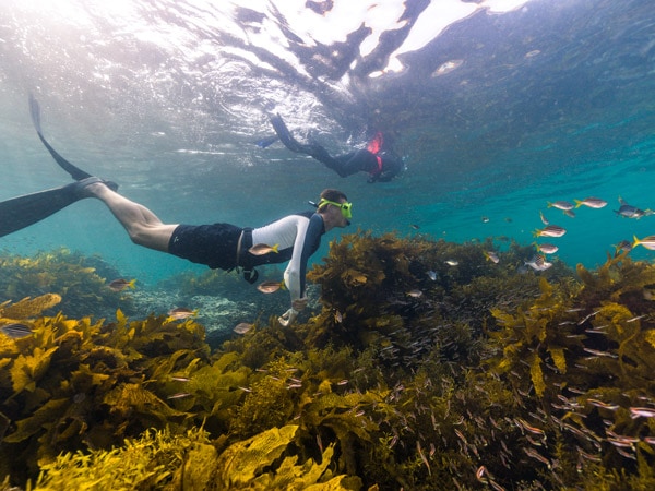 freedivers exploring the Cabbage Tree Bay Aquatic Reserve, Manly