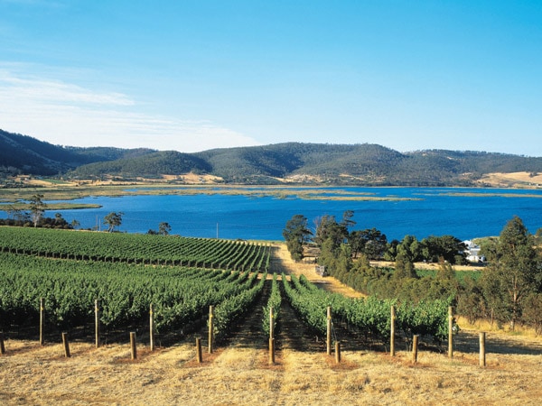 the lush vineyards at Derwent Estate, Tasmania