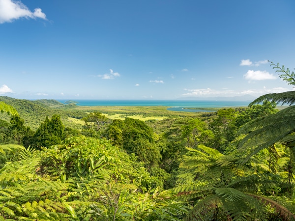 Daintree National Park Australia