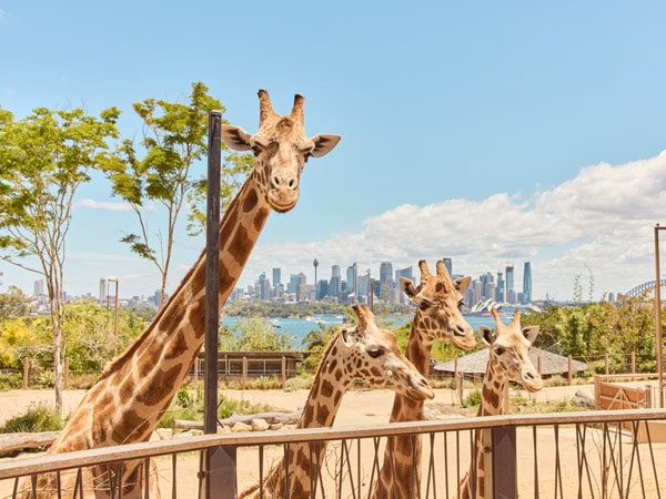 giraffes at Taronga Zoo,Mosman in Sydney