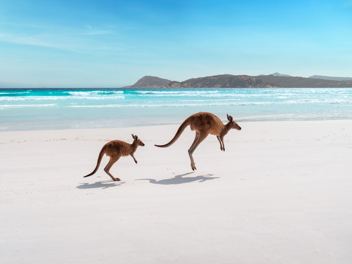 kangaroos on Lucky Bay, WA