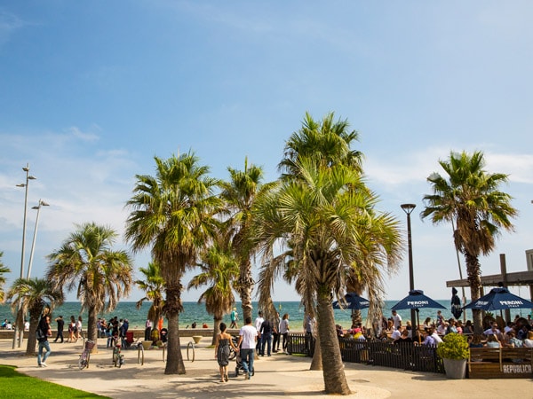 palm trees dotting the beach at Republica, St Kilda, Vic