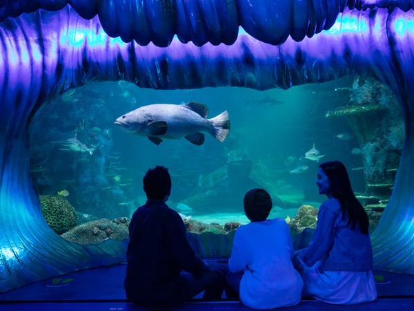a family enjoying their visit to SEA LIFE Sydney Aquarium,Darling Harbour