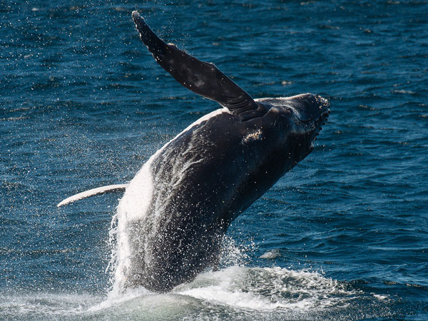 a humpback whale breaching near Sydney Heads on its annual migration along the NSW coastline