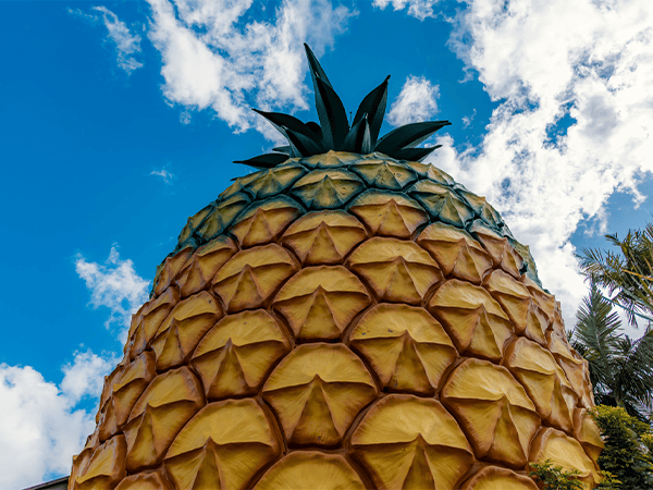 Big Pineapple