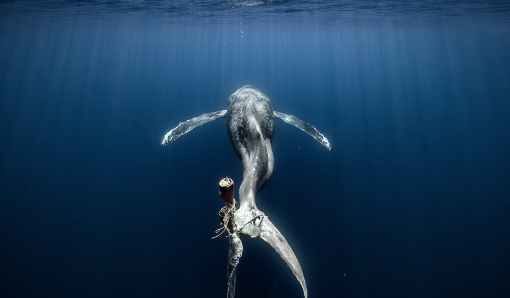 photo of a humpback whale by Spanish photographer Alvaro Herrero Lopez-Beltran