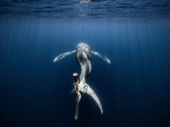 photo of a humpback whale by Spanish photographer Alvaro Herrero Lopez-Beltran