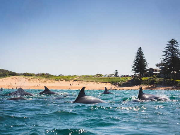 dolphins swimming off Avalon Beach, Avalon on Sydney's Northern Beaches