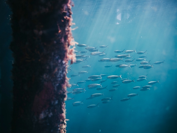 fishes swimming underwater in Busselton