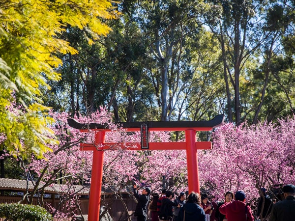 the Cherry Blossom Festival inAuburn Botanic Gardens, Sydney