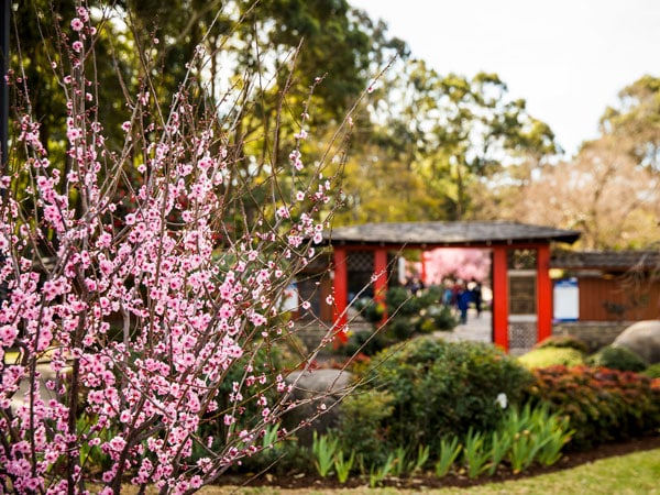 cherry blossoms in full bloom for Spring at the AuburnBotanic Gardens, Sydney