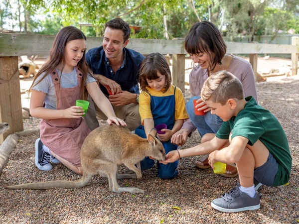 a family encounter with dingoes at Featherdale Sydney Wildlife Park