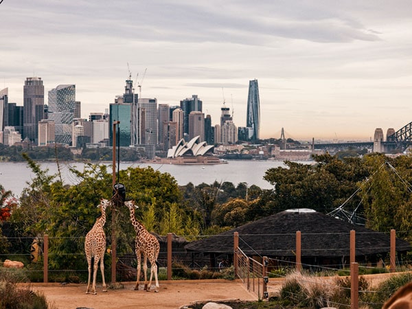 Harbour views and giraffes at Taronga Zoo