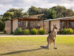 a kangaroo at Discovery Park Pambula